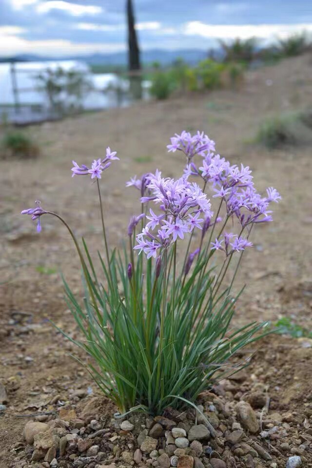 紫娇花苗盆栽洋韭菜花耐热耐寒阳台常绿庭院造景花境多年生花期长
