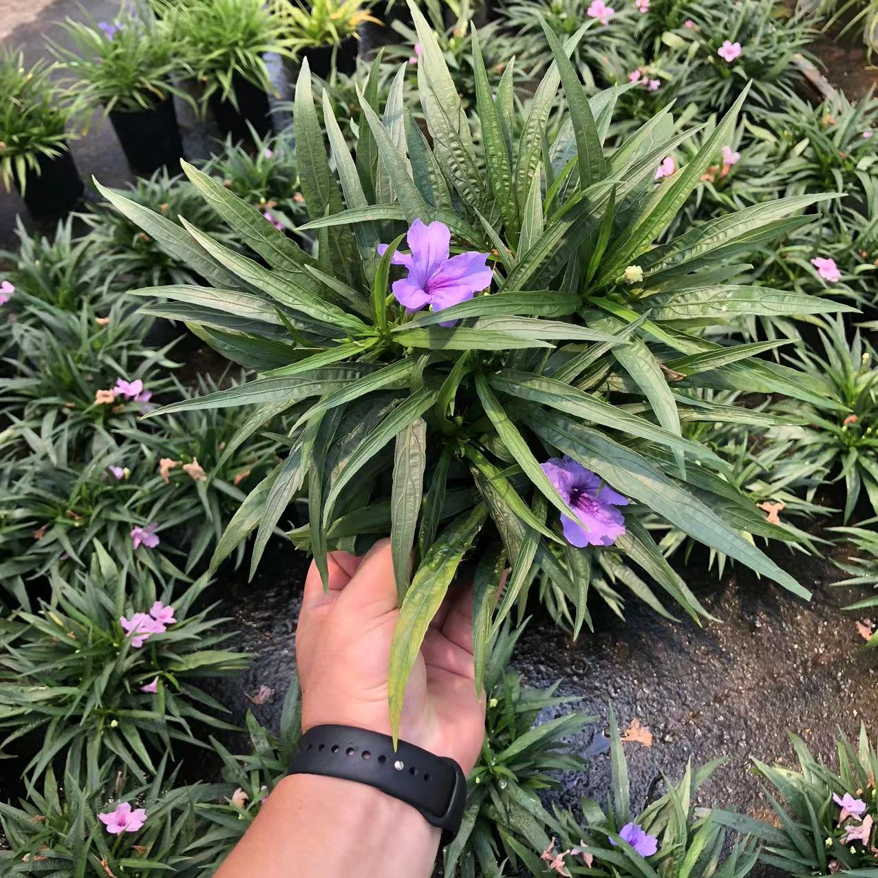 翠卢莉矮生翠芦莉盆栽