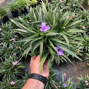 翠卢莉 矮生翠芦莉盆栽蓝花草 墨西哥矮牵牛多年生宿根耐热花期长