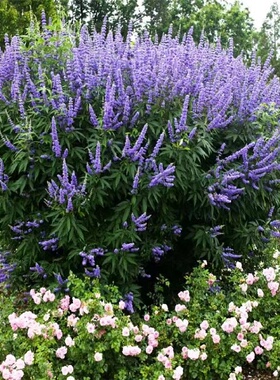 紫色穗花牡荆盆栽植物树苗薰衣草树苗耐寒耐热庭院阳台树状鼠尾草