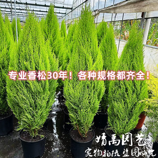 耐寒耐热香松盆栽花卉圣诞节装 四季 饰绿植净化空气观叶室内庭院阳