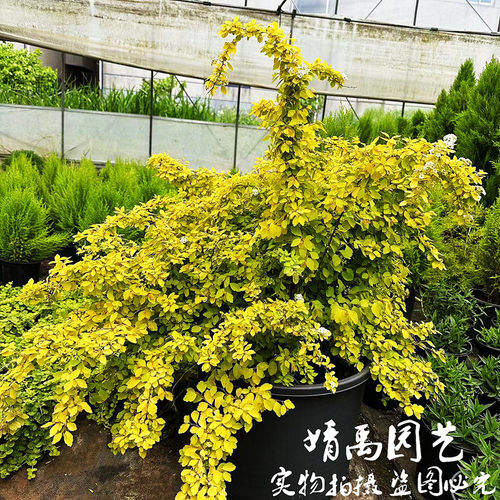 黄金喷泉凌叶绣线菊盆栽