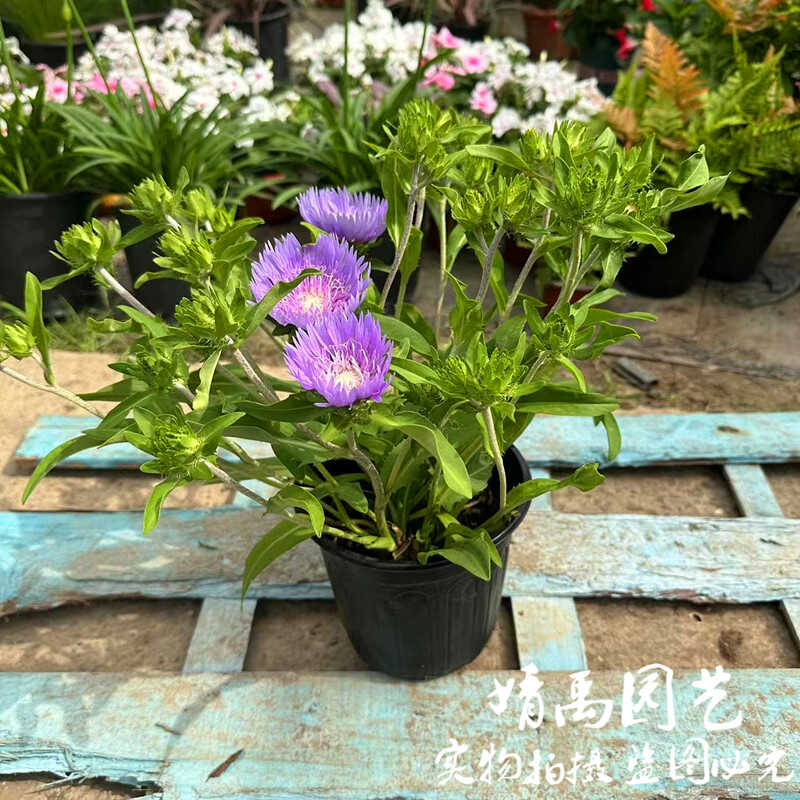 包邮耐热宿根庭院琉璃菊花苗盆栽