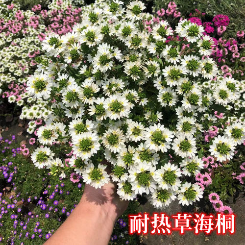 草海桐多年生宿根草本植物