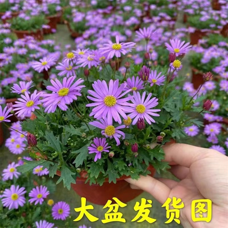 姬小菊盆栽带花发货  四季好养多年生宿根花卉混色可选阳台地载