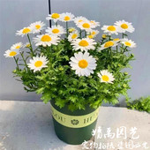 白金 晶 菊洋甘菊耐寒盆栽白色小雏菊花苗花期长阳台庭院好养