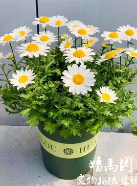 白金（晶）菊洋甘菊耐寒盆栽白色小雏菊花苗花期长阳台庭院好养