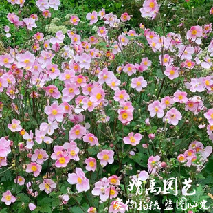 秋牡丹多年生宿根花卉 打破碗碗花 日本银莲花 耐寒花镜植物好养