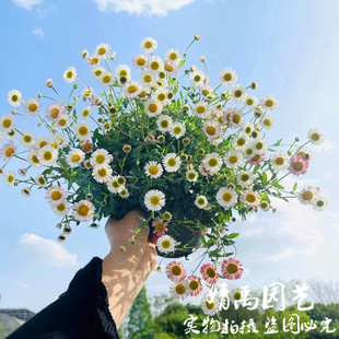 墨西哥飞蓬草花苗洋甘菊常绿耐寒耐热多年生花开不断庭院花镜装扮