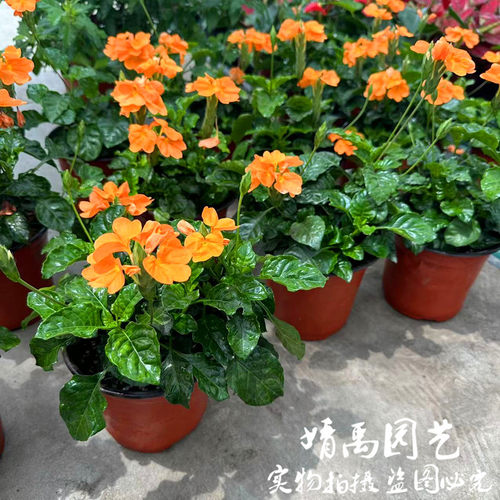 鸟尾花盆栽阳台庭院宿根多年生