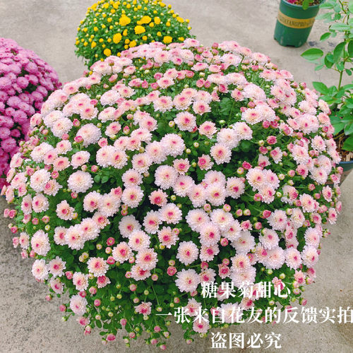 四季好养耐寒耐热开花爆盆机器