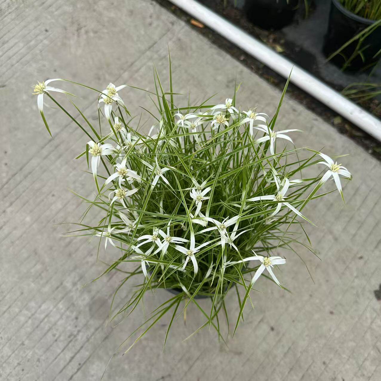 白鹭莞星光草多年生耐热耐寒水生宿根植物阳台庭院花卉盆栽苗美观