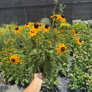 金光菊黑心菊盆栽花苗多年生阳台庭院夏季耐热耐晒花镜宿根卉植物