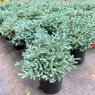 蓝湖柏盆栽蓝色波尔瓦蓝柏蓝冰柏卷柏净化空气耐寒花园绿植冬季 花