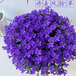 丹麦风铃花盆栽意大利风铃草带花苞植物室内花卉四季开花梦露花