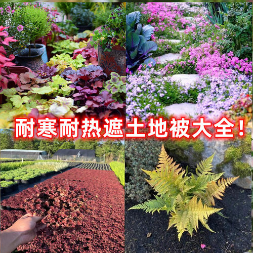 花园地被植物多年生耐寒耐热