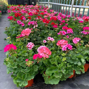 枫叶垂吊天竺葵花苗盆栽 重瓣带花发货四季好养庭院阳台开花