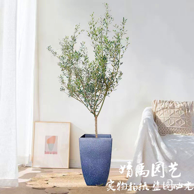 北欧老桩新款风绿植油橄榄树苗室外家庭盆栽室常绿楼顶园林绿化