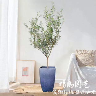 北欧老桩新款风绿植油橄榄树苗室外家庭盆栽室常绿楼顶园林绿化