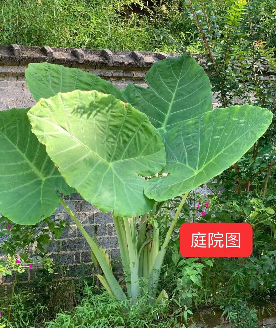巨型象耳芋大野芋海芋大苗盆栽绿植大型观叶植物阳台庭院园林绿化