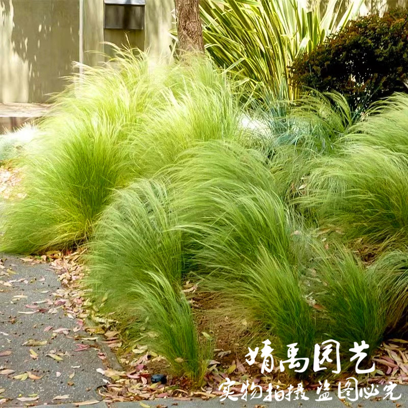 宿根墨西哥羽毛草(细茎针茅利坚马尾草多年生花坛阳台可盆栽花镜