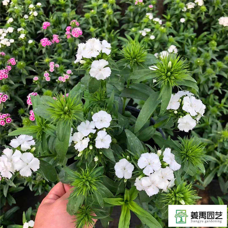 霹雳绣球石竹盆栽五彩石竹欧石竹花庭院阳台花卉花园植物耐寒好养