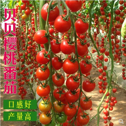 香浓一号小番茄种子瑞星1268改良粉圆果花生番茄超甜阳台四季盆栽 - 封面