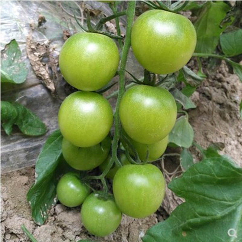 农家寿光绿樱桃盆栽菜园番茄种子
