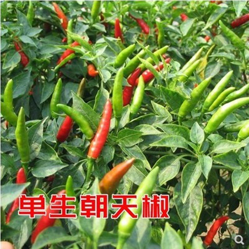 寿光蔬菜杂交一代艳红688朝天椒种子单生小米辣椒子盆栽菜园基地