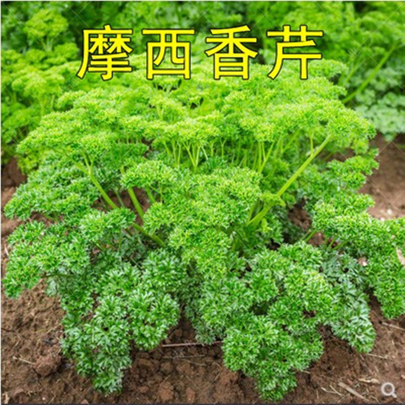 摩西香芹香味浓郁的欧芹种子旱芹药芹意大利香芹种子芫荽阳台盆栽