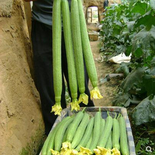 寿光高产丝瓜荷兰中绿丝瓜种子荷兰秀美盛美杂交一代早熟耐热