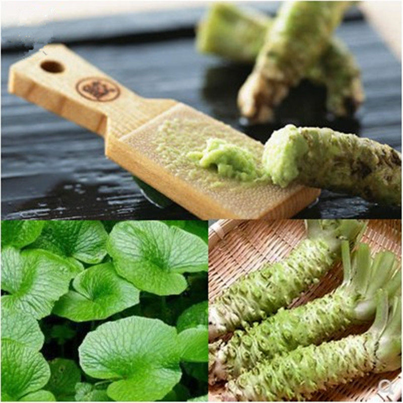 芥末种子阳台种菜盆栽庭院蔬菜寿司调味四季播黄白绿山葵蔬菜种孑