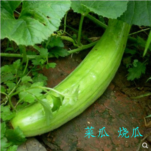 绿之源农家种子青龙菜瓜