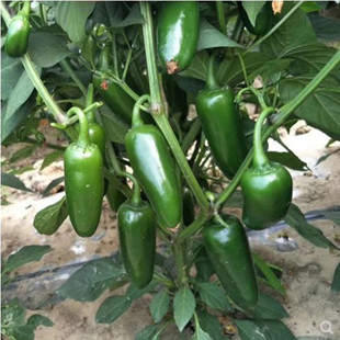 港椒种子果实炮弹型泡椒一号皮厚味辣鲜食腌渍辣椒圆珠椒盆栽大面