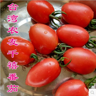 台湾农友千禧圣女果红色樱桃小釜山88番茄种子阳台盆栽蔬菜好易种
