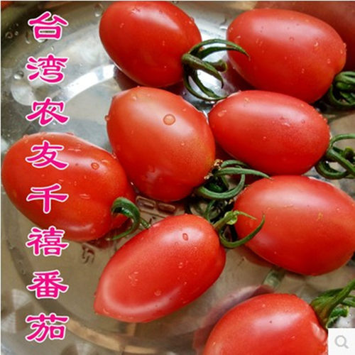 台湾农友千禧圣女果红色樱桃小釜山88番茄种子阳台盆栽蔬菜好易种