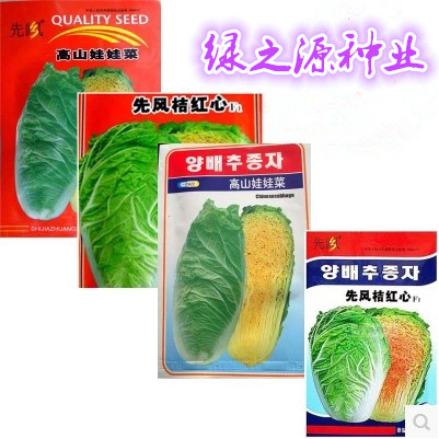 高山娃娃菜种子火凤凰白菜申萌桔红心白菜农家蔬菜春秋易种