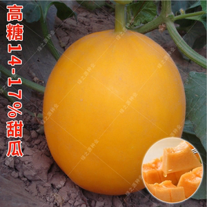 金红皇冠甜瓜种子满田红金香蜜雪域脆梨意大利黄橙甜瓜黄皮红瓤