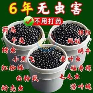 撒施型清病菌颗粒除害虫防病害抗土传专用肥瓜果蔬菜农田通用颗粒