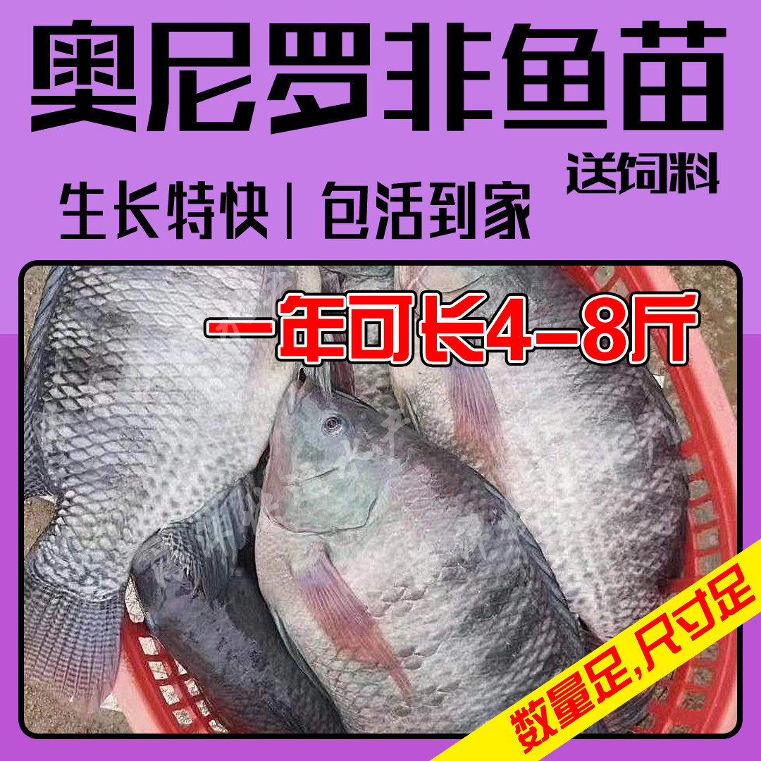 大品种罗非鱼苗淡水养殖草鱼图片