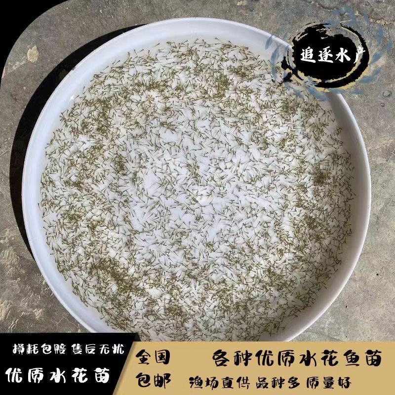 水花鱼苗鲫鱼草鱼桂鱼大头花鲢白鲢青鱼鲤鱼武昌鱼翘嘴鱼活体