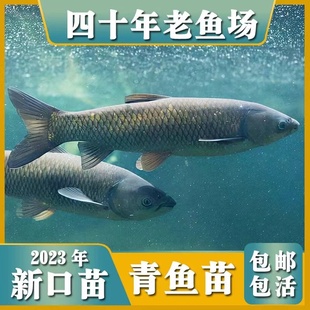 】大品种螺蛳青鱼黑皖鱼脆肉草鱼养殖活体养殖花白鲢鱼