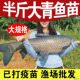 特大螺蛳青鱼半斤一两黑皖鱼苗草鱼苗20厘米四大家鱼