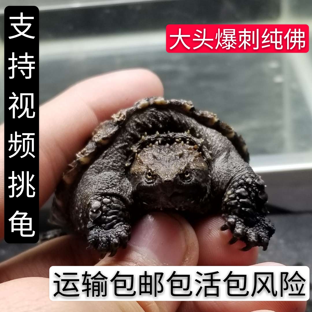 鳄龟原种纯佛鳄龟 杂佛大鳄龟 爆刺鳄鱼龟苗 小鳄龟 观赏宠物乌龟
