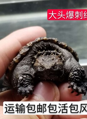 鳄龟原种纯佛鳄龟 杂佛大鳄龟 爆刺鳄鱼龟苗 小鳄龟 观赏宠物乌龟