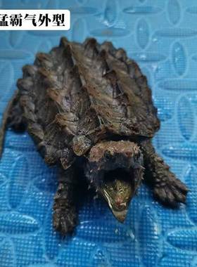 大鳄龟真鳄龟钓鱼龟刺鳄