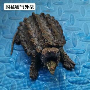 大鳄龟真鳄龟钓鱼龟凶猛鳄龟刺鳄质感大鳄龟苗亚成