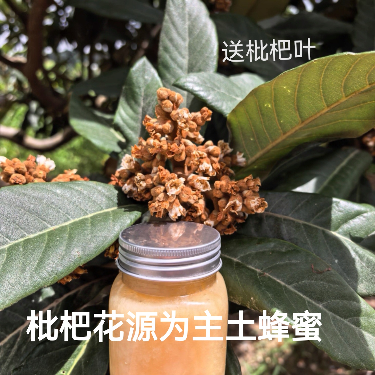 中蜂枇杷蜜送枇杷叶结晶土蜂蜜不喂糖颗粒细腻农家自产无加工原蜜