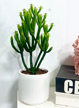 仙人掌植物彭珊瑚光棍树仙人棒沙生植物景观庭院造景耐旱