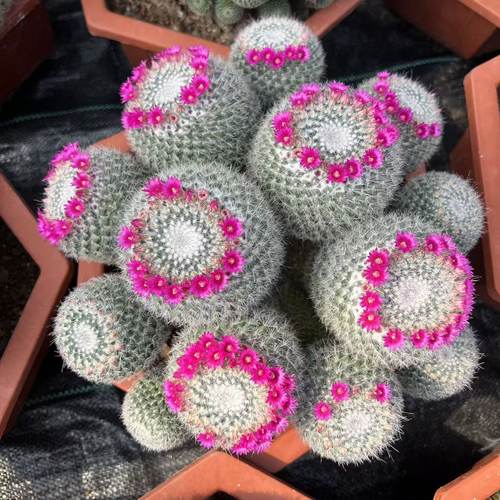 超大玉翁仙人球群生盆栽仙人掌盆栽冬季开花春季开花好养活耐干旱